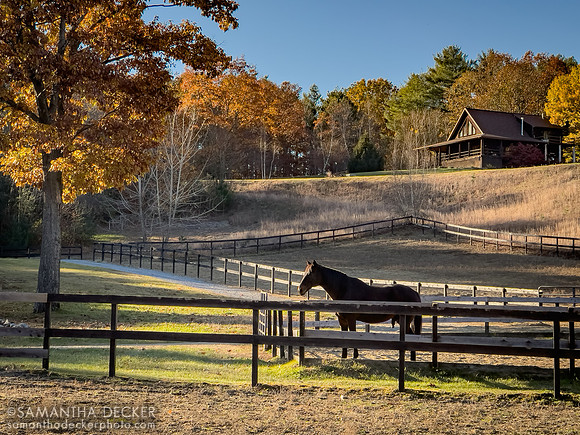 Naughty New Yorker, Old Friends at Cabin Creek, 2021