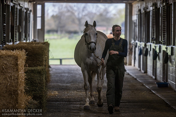 Denali Stud, Paris, KY