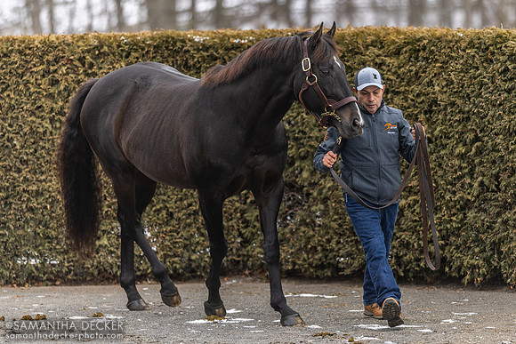 War Dancer at Rockridge Stud, 2025