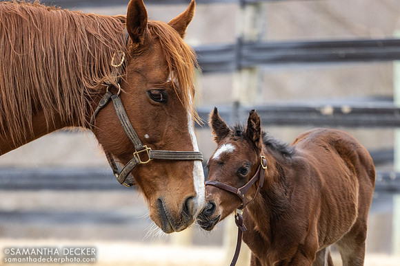 Miss Munnings and her 2025 Highly Motivated colt, Mahoney Eden Manor, Saratoga Springs, NY