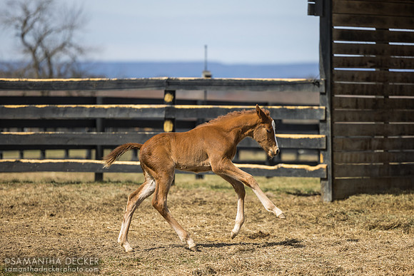 filly o/o Evening Primrose at 13 days old