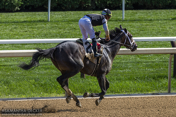 Showcase wins the Saratoga Special S.