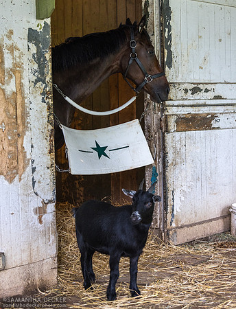 Be Your Best with Chip the Goat