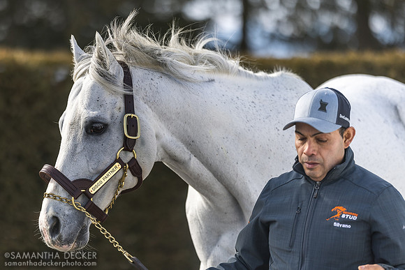 Disco Partner at Rockridge Stud, 2025
