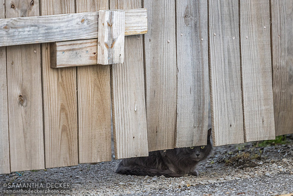 Barn cat at Churchill Downs, 2025