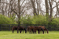 Yearling fillies, Gainsborough Farm, Versailles, KY