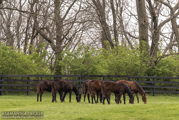 Yearling fillies, Gainsborough Farm, Versailles, KY