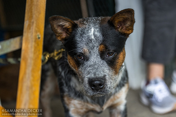 Dog at the Nardelli barn