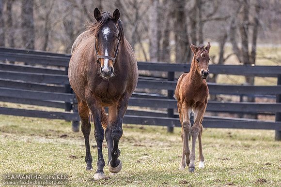 Walking Miracle and her 2025 Good Magic colt, Thirty Year Farm, Saratoga Springs, NY