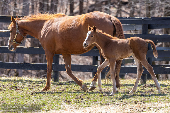 filly o/o Evening Primrose at 13 days old