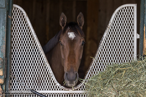 My Mane Squeeze, Mike Maker barn