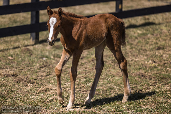 filly o/o Evening Primrose at 13 days old
