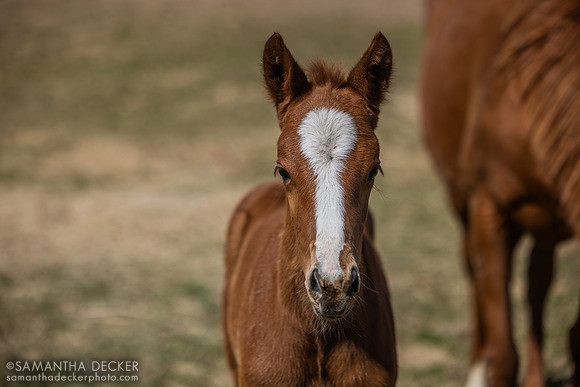 2025 Taiba filly out of Evening Primrose, Thirty Year Farm, Saratoga Springs, NY