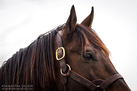 Nyquist, Jonabell Farm, Lexington, KY
