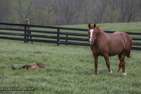 Taylor Made Farm, Nicholasville