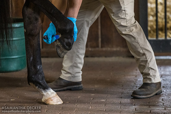 Gun Pilot getting his hooves picked, Three Chimneys Farm, Midway, KY