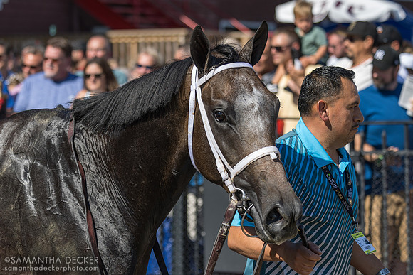 Showcase wins the Saratoga Special S.