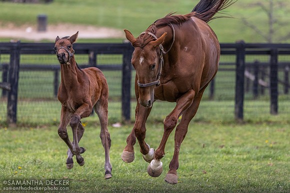 Chilly Chocolate and her 2025 Corniche colt, Denali Stud, Paris, KY