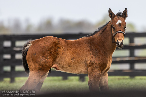 2025 Cody's Wish - Precious Dixie colt, Taylor Made Farm, Nicholasville