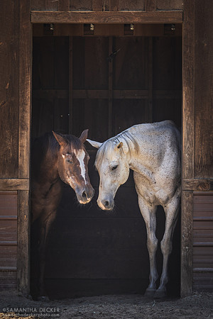 Patrick and Be Bullish, Old Friends at Cabin Creek, Greenfield, NY