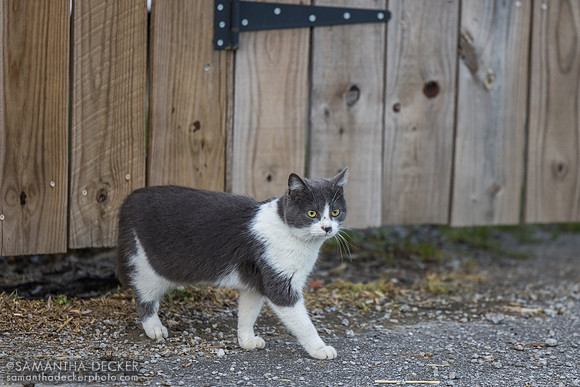 Barn cat at Churchill Downs, 2025