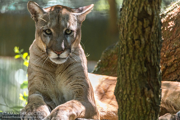 Walter the Florida Panther at ZooTampa