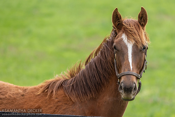 Yearling colt, Gainsborough Farm, Versailles, KY