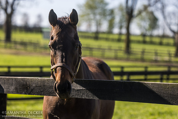 Game On Dude, Old Friends, Georgetown, KY, 2025