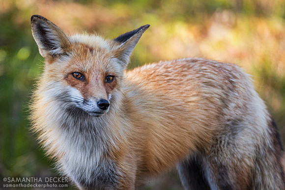 A Fox in Wellfleet
