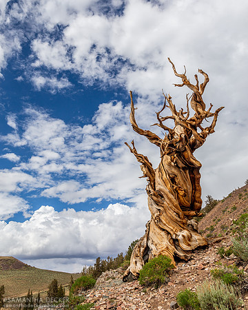 Ancient Bristlecone Pine Forest, California