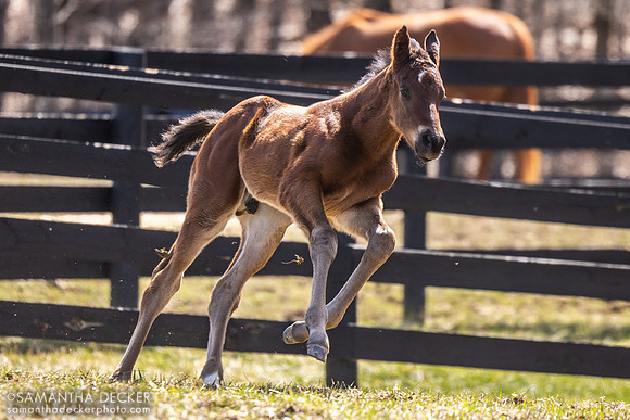 2025 Good Magic Colt out of Walking Miracle, Thirty Year Farm, Saratoga Springs, NY
