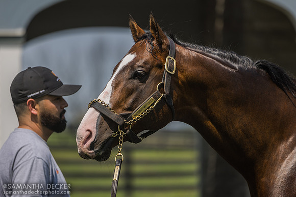 Maximus Mischief, Spendthrift Farm