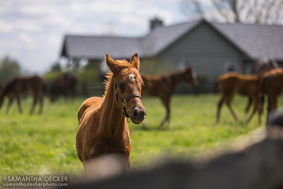 Denali Stud, Paris, KY
