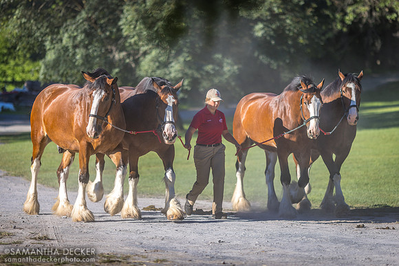 Budweiser Clydesdales at the Oklahoma Track, 2022