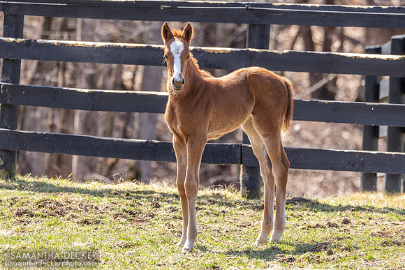 filly o/o Evening Primrose at 13 days old