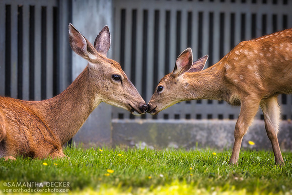 Mother and Baby Deer Touch Noses at Fort Worden State Park, Port Townsend, WA
