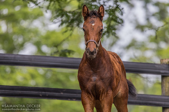 2024 King for a Day filly out of Gemini Witch
