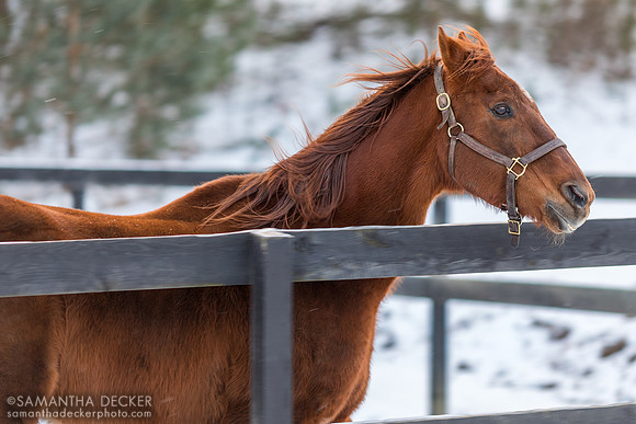 Commentator, Old Friends at Cabin Creek, Greenfield, NY, 2022
