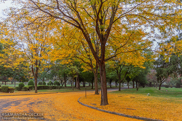 Ferncliff Cemetery, Hartsdale, NY