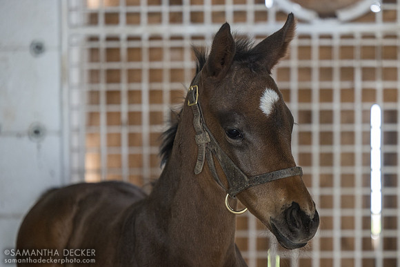 2025 Hard Spun - Lady Cuilinn colt, Magdalena Farm, Lexington KY