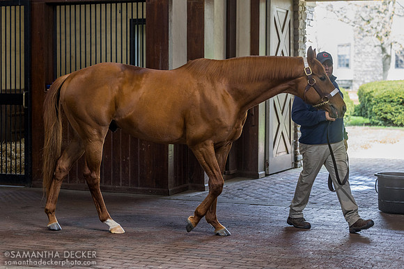 Gun Runner, Three Chimneys Farm, Midway, KY