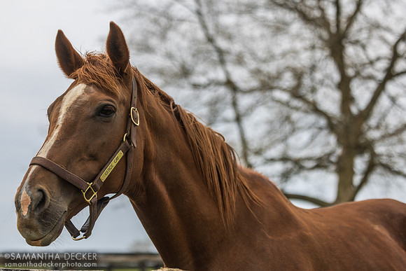 Cerce Cay, Magdalena Farm, Lexington KY