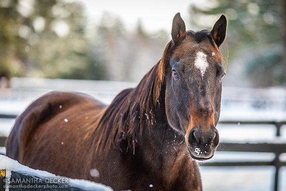 Roaring Lion, Old Friends at Cabin Creek, Greenfield, NY, 2019