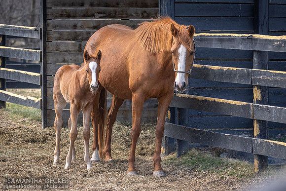 Evening Primrose and her 2025 Taiba filly, Thirty Year Farm, Saratoga Springs, NY