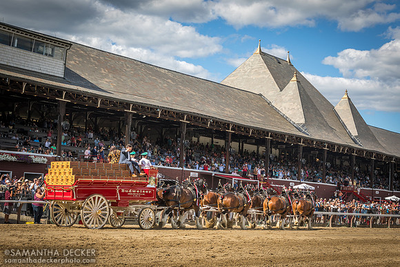 Budweiser Clydesdales at the track