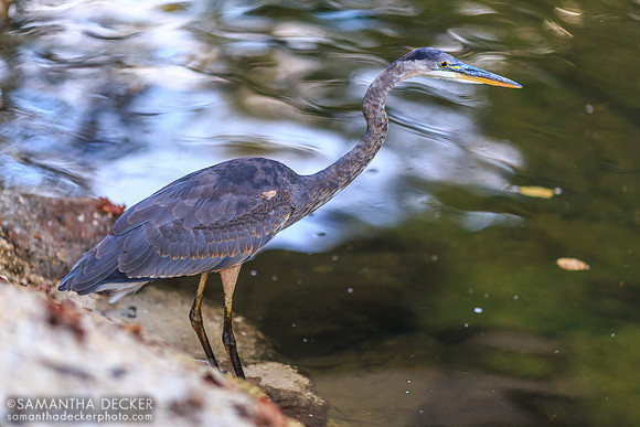 Heron, Saratoga Spa State Park
