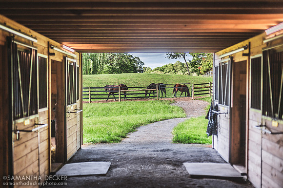 Mares Grazing, Mahoney Eden Manor
