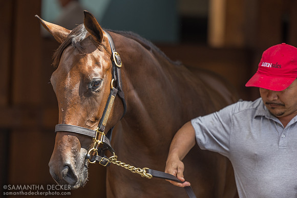 486 - filly sales topper