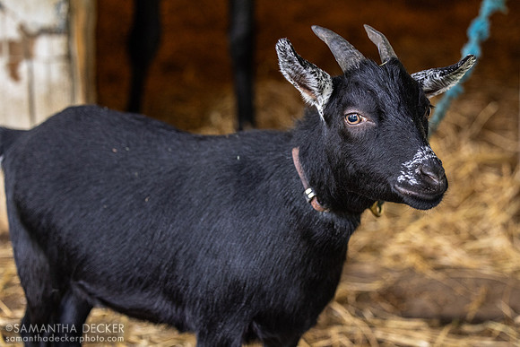 Chip the Goat