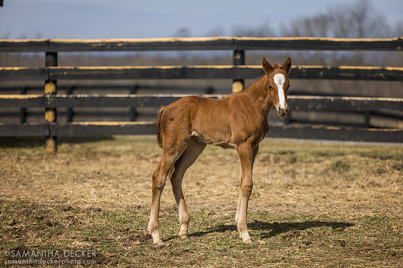 filly o/o Evening Primrose at 13 days old